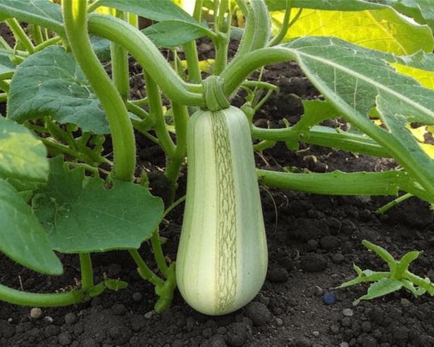 Когда и как сажать кабачки в открытый грунт в 2024 году